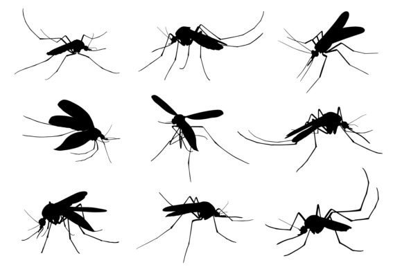 Animal Mosquito Silhouettes: Designing with Vector Graphics